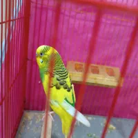 مرغ عشق|پرنده|سیرجان, |دیوار