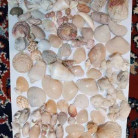 صدف دریایی و شن و ماسه و درختچه آکواریوم