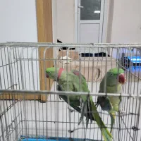 فروش یک جفت شاه طوطی