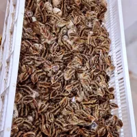 پیش فروش جوجه یکروزه بلدرچین|حیوانات مزرعه|قائم‌شهر, |دیوار