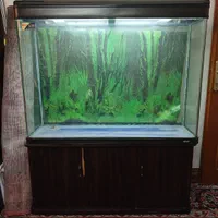آکواریوم شرکتی SEA STAR|ماهی|اهواز, کارون|دیوار