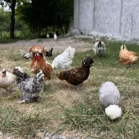 مرغ پولند لهستانی چاپتیز اورجینال|حیوانات مزرعه|رضوانشهر, |دیوار