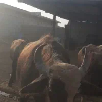 ۵عددگاومیش گم شدند|حیوانات|باوی, |دیوار