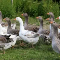 غارمحلی بفرش میرسد