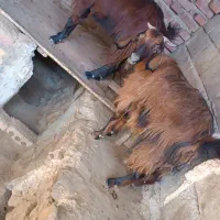 بز زایده|حیوانات مزرعه|نهبندان, |دیوار