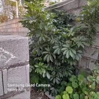 گلدشفلرابزرگ