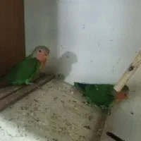 طوطی برزیلی مولد به همراه تخم و جوجه|پرنده|همدان, |دیوار