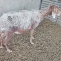 میش و بره|حیوانات مزرعه|سرپل ذهاب, |دیوار