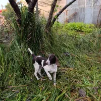 توله شکاری اصیل