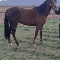 مادیان کوهستان جعفری