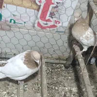 کبوتر کهنه کله زرد.|پرنده|ورامین, شهرک مدرس|دیوار