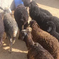 10بره شیرمست 25کیلویی|حیوانات مزرعه|کرج, شهرک البرز ۳|دیوار