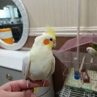 عروس هلندی ماده مولد
