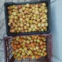 زردآلو تازه