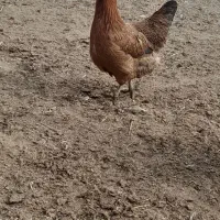 مرغ محلی|حیوانات مزرعه|میانه, |دیوار