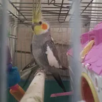 فروش دوعدد عروس هلندی