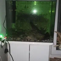 آکواریم دلسا درحد نو با ماهی گوشتخوار|ماهی|شیراز, پودنک|دیوار