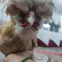 تعدادی مرغ و خروس لهستانی سلطان بفروش می رسد|حیوانات مزرعه|قم, آذر (نکویی)|دیوار