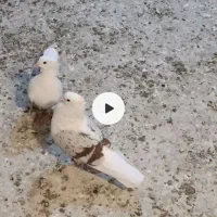 نروماده تپر سرخ معاوضه