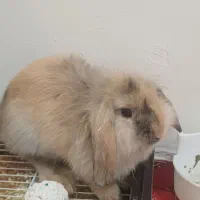 فروش خرگوش