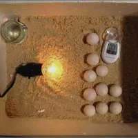 دستگاه جوجه کشی خانگی