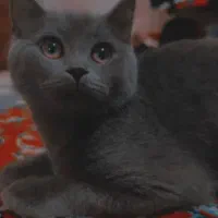 گریه اسکاتیش نر|گربه|یزد, |دیوار