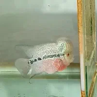 فلاور مولد با کیفیت