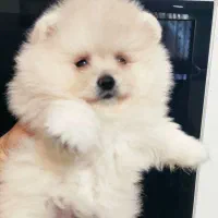 ماده خرسی با کیفیت