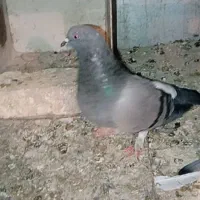 معاوضه|پرنده|جونقان, |دیوار