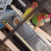 طوطی برزیلی مولد