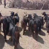 بز داشتی|حیوانات مزرعه|شیراز, فخرآباد (دروازه کازرون)|دیوار