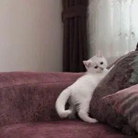 گربه های نژاد بریتانیایی و اسکاتلندی و پرشین کت|گربه|کرج, عظیمیه|دیوار