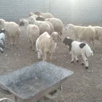 گوسفند بره قوچ گاو گاومیش بز|حیوانات مزرعه|کارون, |دیوار