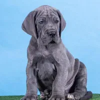 توله گریت دین های وارداتی شجره دار