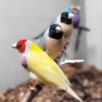 فنچ گلدین