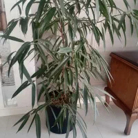 گیاه بنجامین آمستل