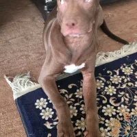 پیت بول ماده|سگ|شاهین‌شهر, شهرک گلدیس|دیوار