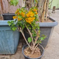 گلخونه بلوار دانشجو ۸۰۰ متری بلوار دانشجو