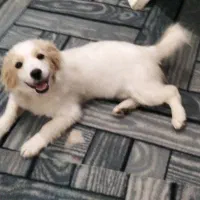 توله سگ|سگ|کاشان, مفتح|دیوار