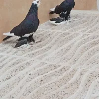 کبوتر ابلاغ