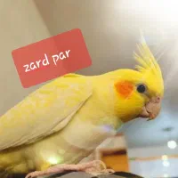 عروس هلندی لوتینوزعفرانی نژاددار،جفتی،پای هم،تعداد|پرنده|بجنورد, |دیوار