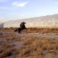 مادیان عرب ( فروش /معاوضه )