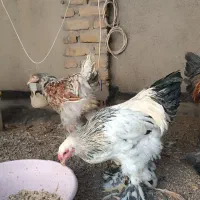 خروس برهمایی|حیوانات مزرعه|مشهد, کوشش|دیوار