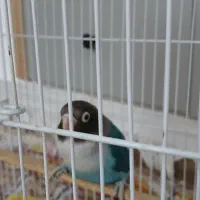 فروش کوتوله برزیلی