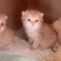 اسکاتیش بریتیش