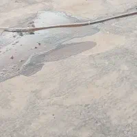 کبوتر زاغ|پرنده|فاروج, |دیوار