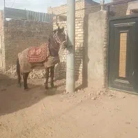 کره نریون ونریون 5سال|اسب و تجهیزات اسب‌سواری|نیشابور, ریوند|دیوار