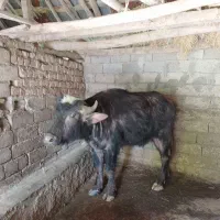 گاومیشی پرواری