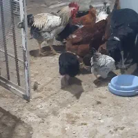 مرغ خروس|حیوانات مزرعه|کرمان, |دیوار