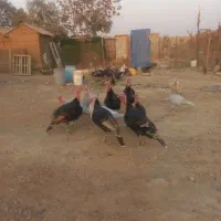 بوقلمون فروشی به علت کم بود جا|حیوانات مزرعه|هشتگرد, هشتگرد قدیم|دیوار